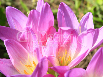 pink flowers of colchicum autumnale