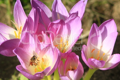 bee in the pink flower of colchicum autumnale