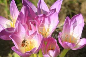 bee in the pink flower of colchicum autumnale