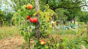 red tomatoes in the bush