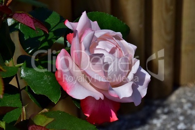 Rose Nostalgie