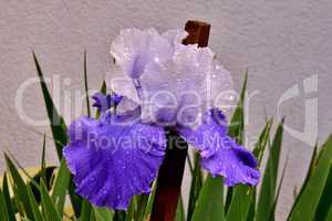 Nasse Iris
