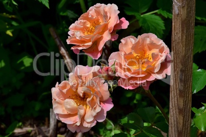 Lachsfärbige Rosen mit Knospe