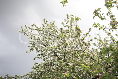 Apple Flower at Spring