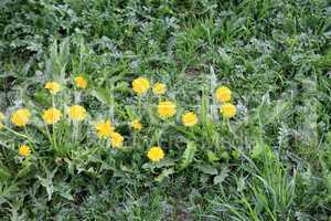 Dandelion at Spring