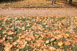 Yellow Maple Carpet at Autumn