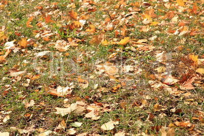 Yellow Maple Carpet at Autumn