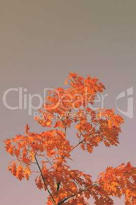 red oak leafs at autumn