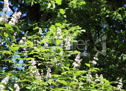 Lilac at Spring