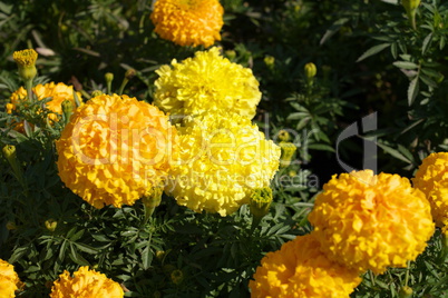 Yellow Flowers