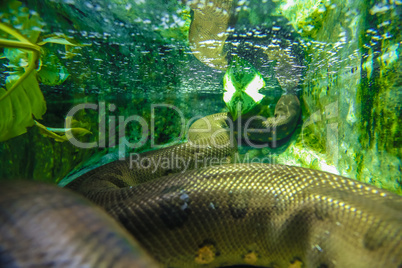 snake under water