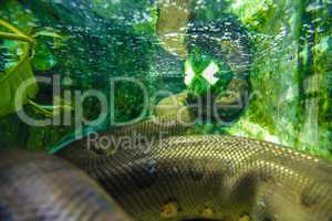 snake under water