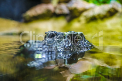 crocodile head in the water
