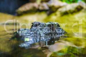 crocodile head in the water