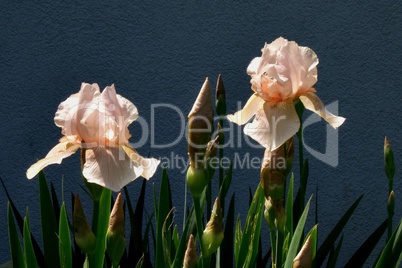 Lachsfärbige Iris