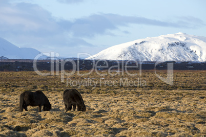 Portrait of a herd of Icelandic horses