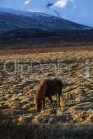 Icelandic horse in front of mountain landscape