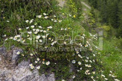 Flowers in the Bavarian Alps