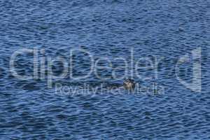 Seal in the Ocean