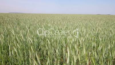 Mature cereal field