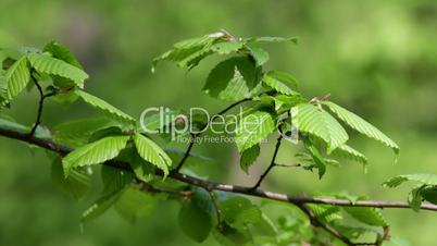 Beautiful, harmonious forest detail, with hornbeam leaves