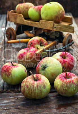 Autumn harvest apples