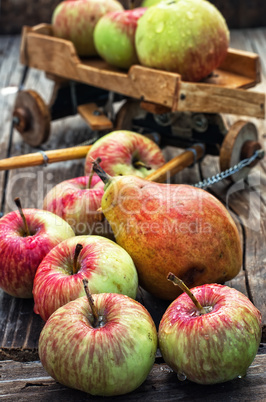 Autumn harvest apples