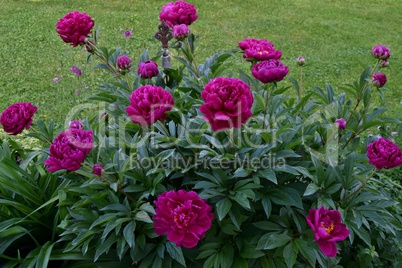 Rote Pfingstrosen mit Knospen