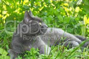 Gray cat lying on green grass