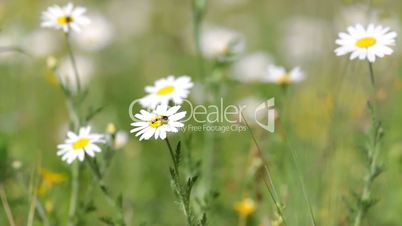 Beautiful white daisy growing in a summer garden.(Leucanthemum vulgare)