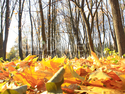 Autumn park with leaves