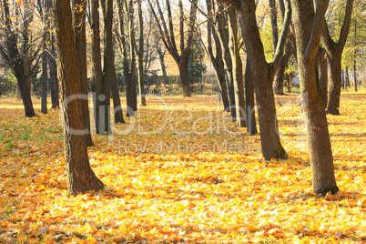 Autumn park with leaves