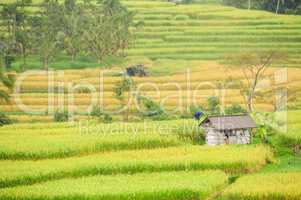 Reis Terrassen auf Bali, Indonesien