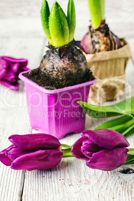 Still life with spring flowers