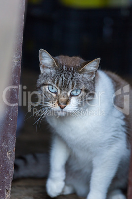 Tabby cat close up, selective focus