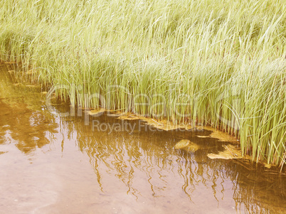 Retro looking Pond grass