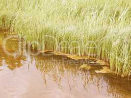 Retro looking Pond grass