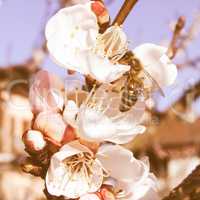 Retro looking Bee fetching nectar from flower