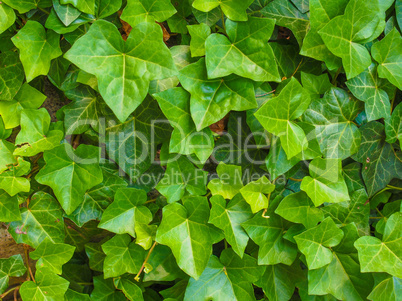 Green ivy leaves