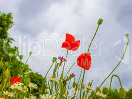 Papaver flower