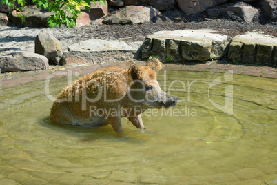 Pig swim in the pool