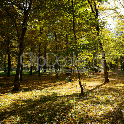 Fallen leaves in autumn forest