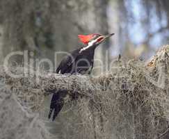 Pileated Woodpecker Perching