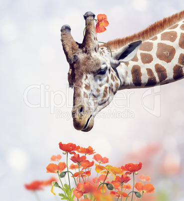 Giraffe Portrait and Flowers