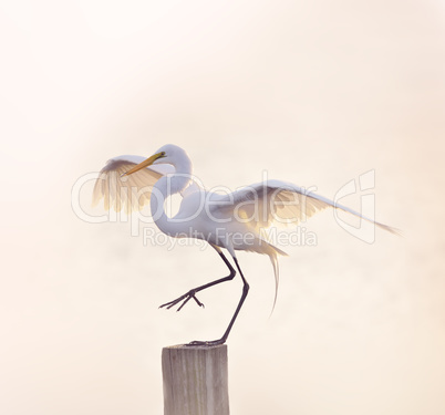 Snowy Egret Landing