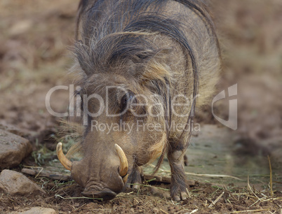 Common Warthog Grazing