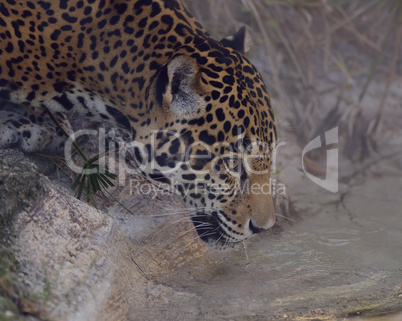 Leopard Drinking Water