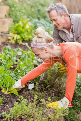 Cute couple doing some gardening