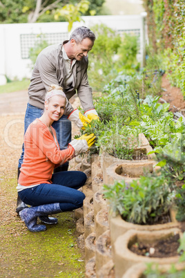 Cute couple doing some gardening