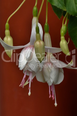 Fuchsien